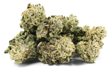 Fritter Mints *smalls* by Fresh Flower Vibes