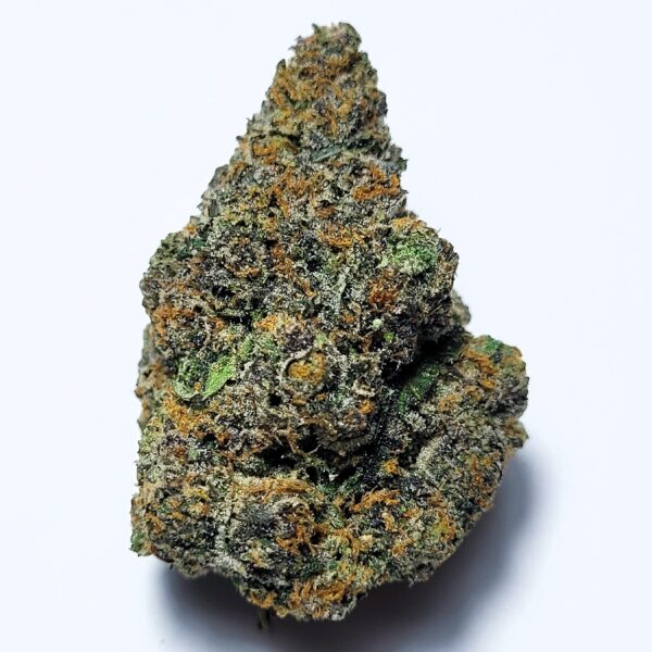Gelato 41 Hybrid