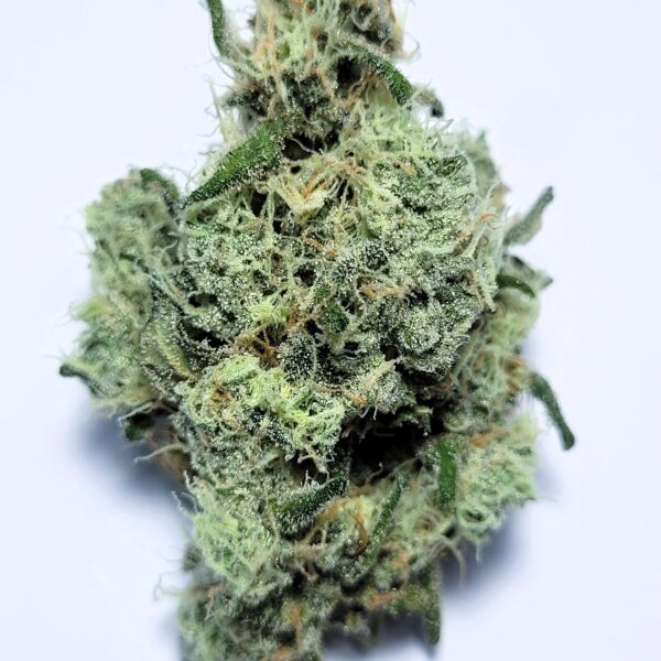 Gushmints Indica