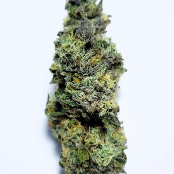 Blue Zushi Hybrid