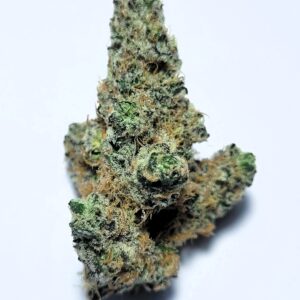 Government Oasis by Fresh Flower Vibez