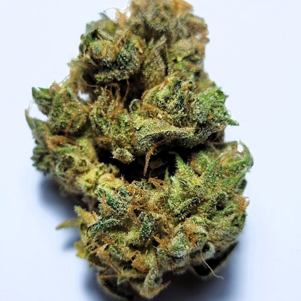 Zig Zags Hybrid