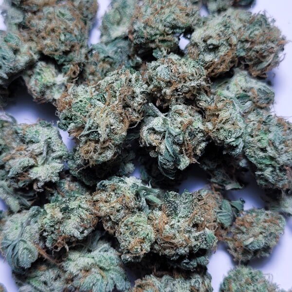 Medellin by Fresh Flower Vibez *SMALLS*
