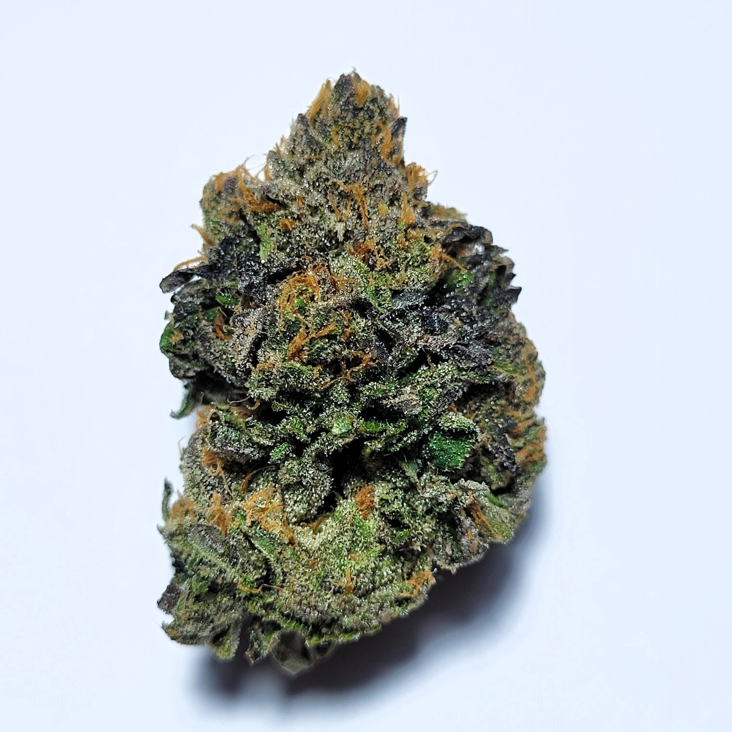 King Louis OG by Irie Grown Roots