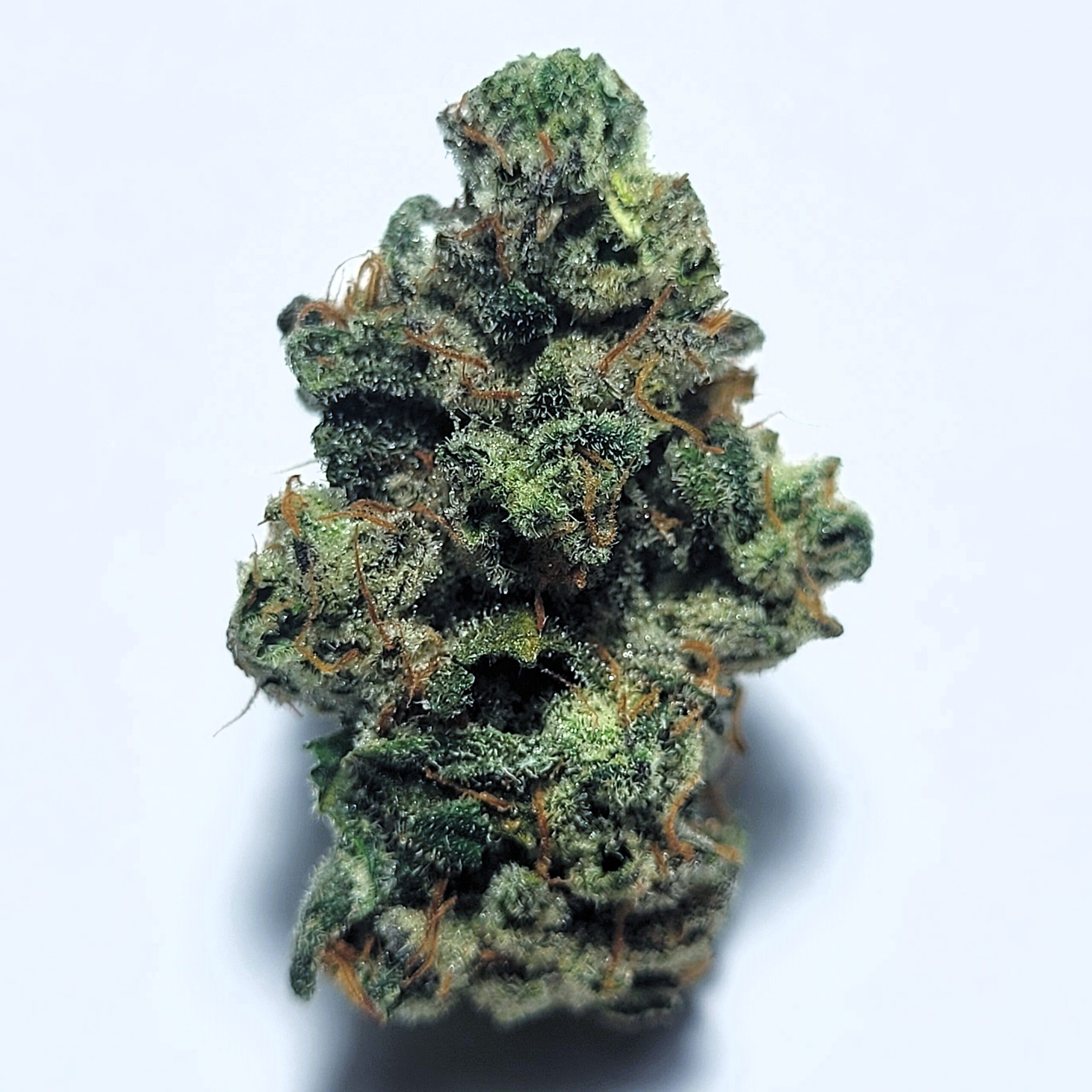 Maui Skunk Dawg x Sour Dubb 2 by Shaun Cron