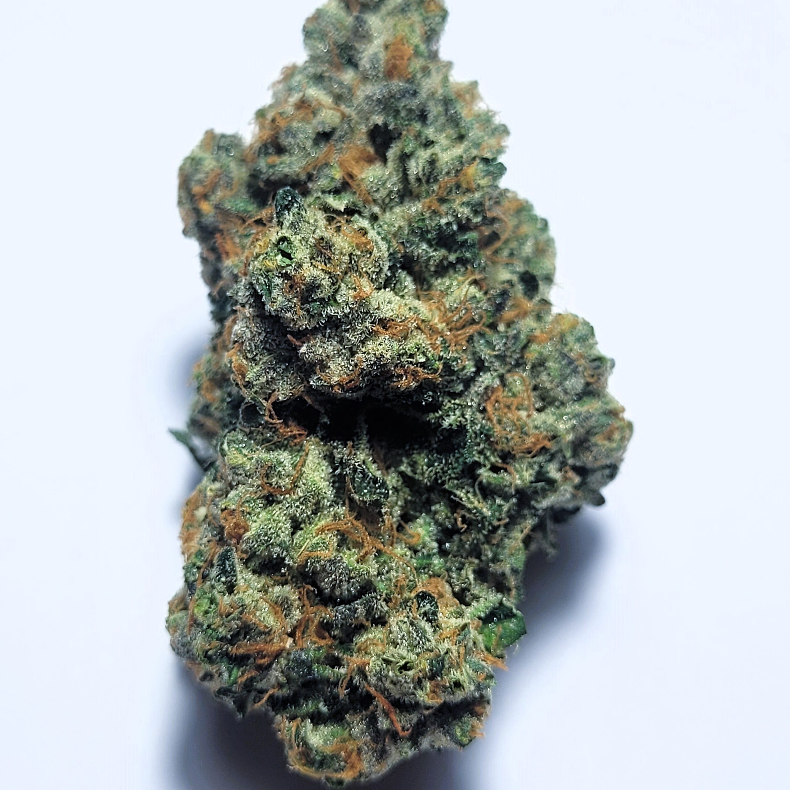 Biker OG x Runtz by Shaun Cron