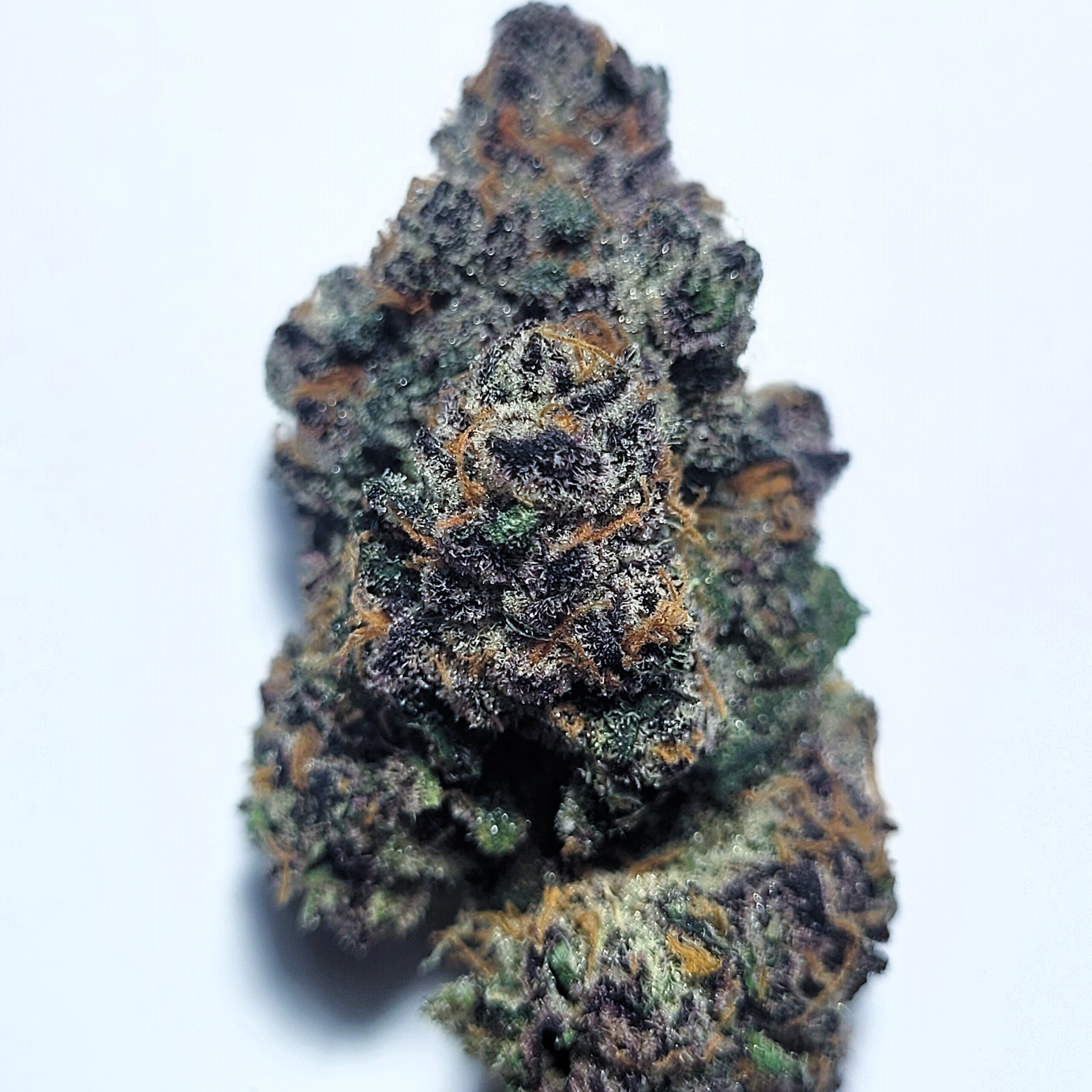 Zero Gravity x Runtz by Shaun Cron