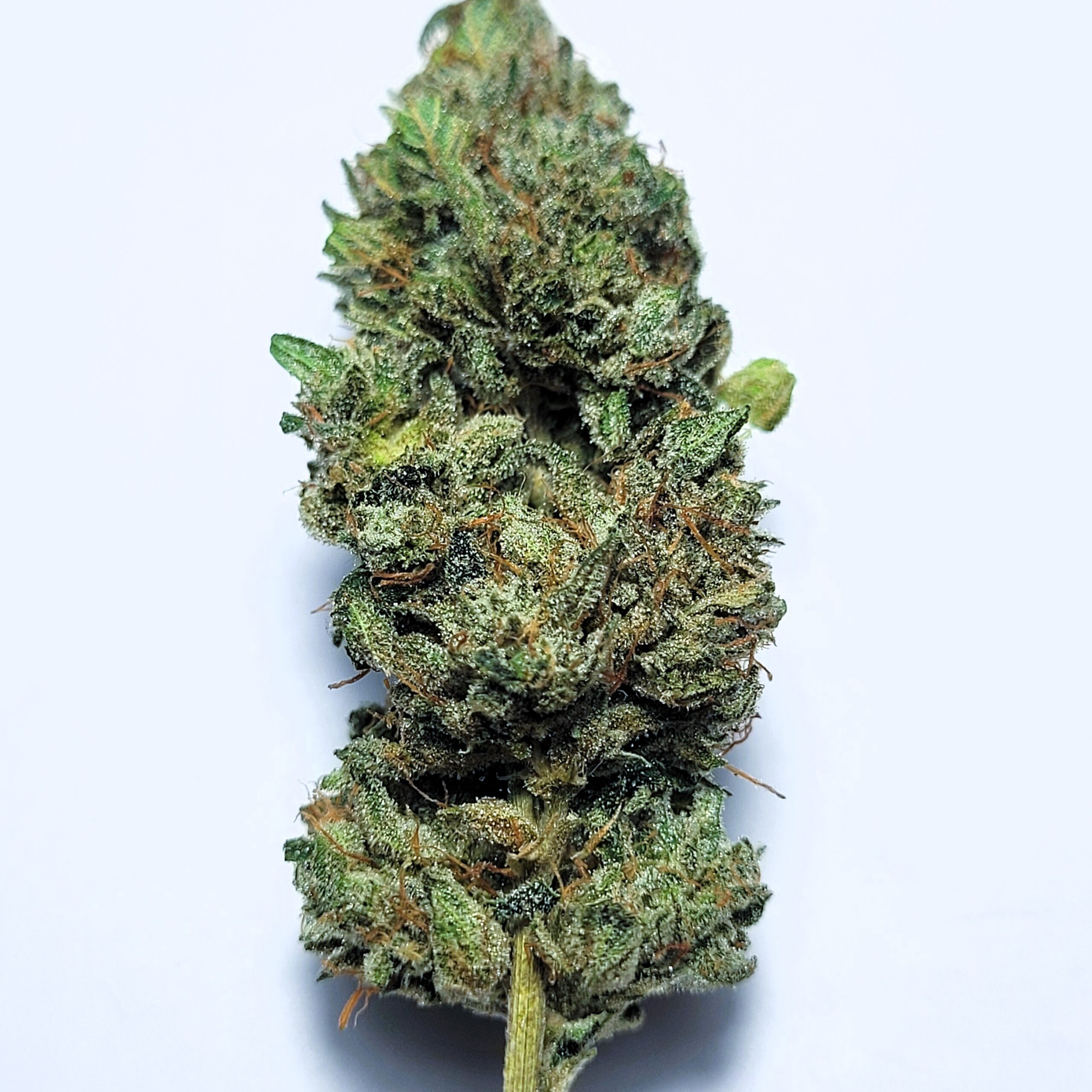 Sour Dubble x GG#4 by Shaun Cron