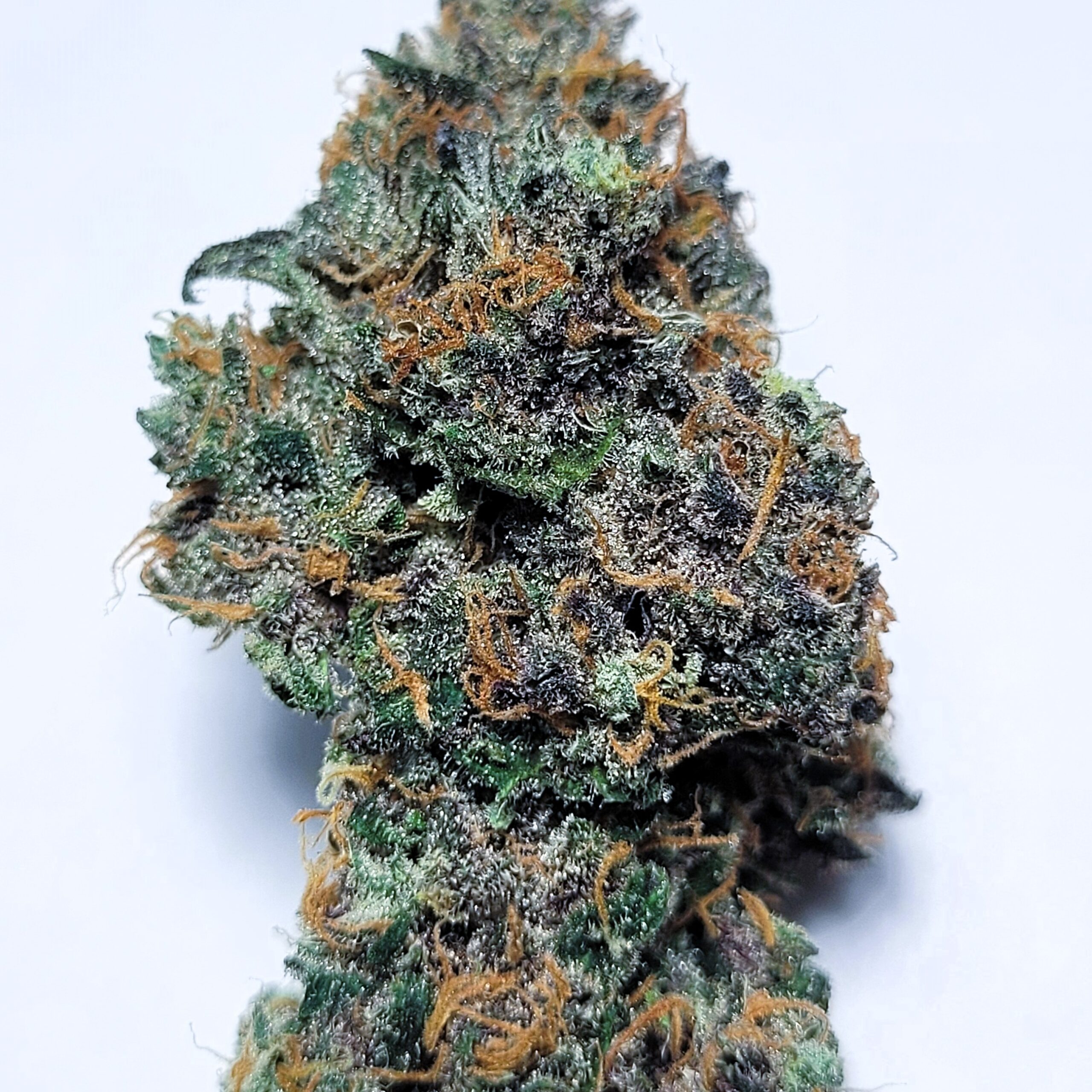 Super Silver Haze x Runtz by Shaun Cron – Exclusive Dank Collective
