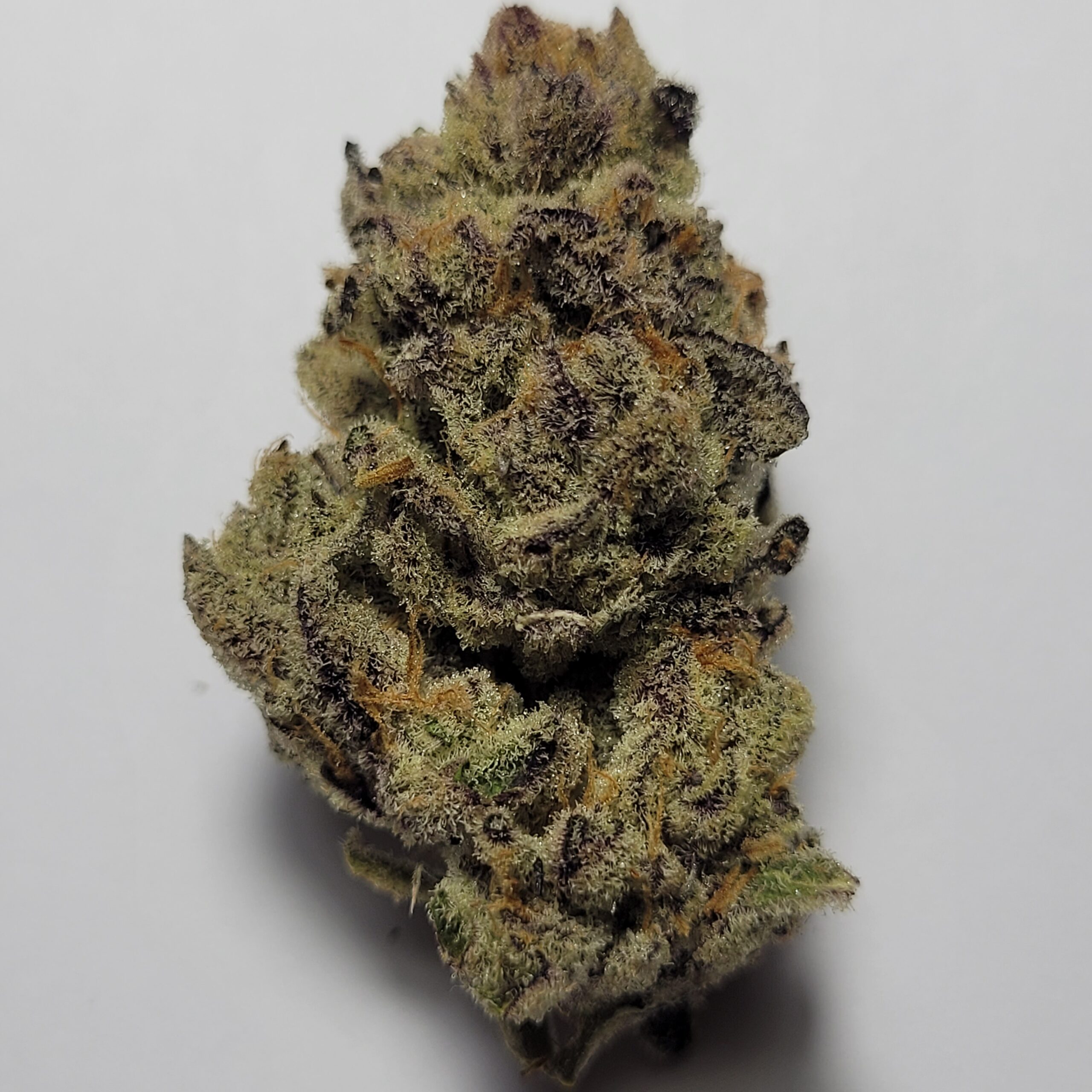 Buzz(Platinum Runtz x Zero Gravity) by Irie Grown Roots