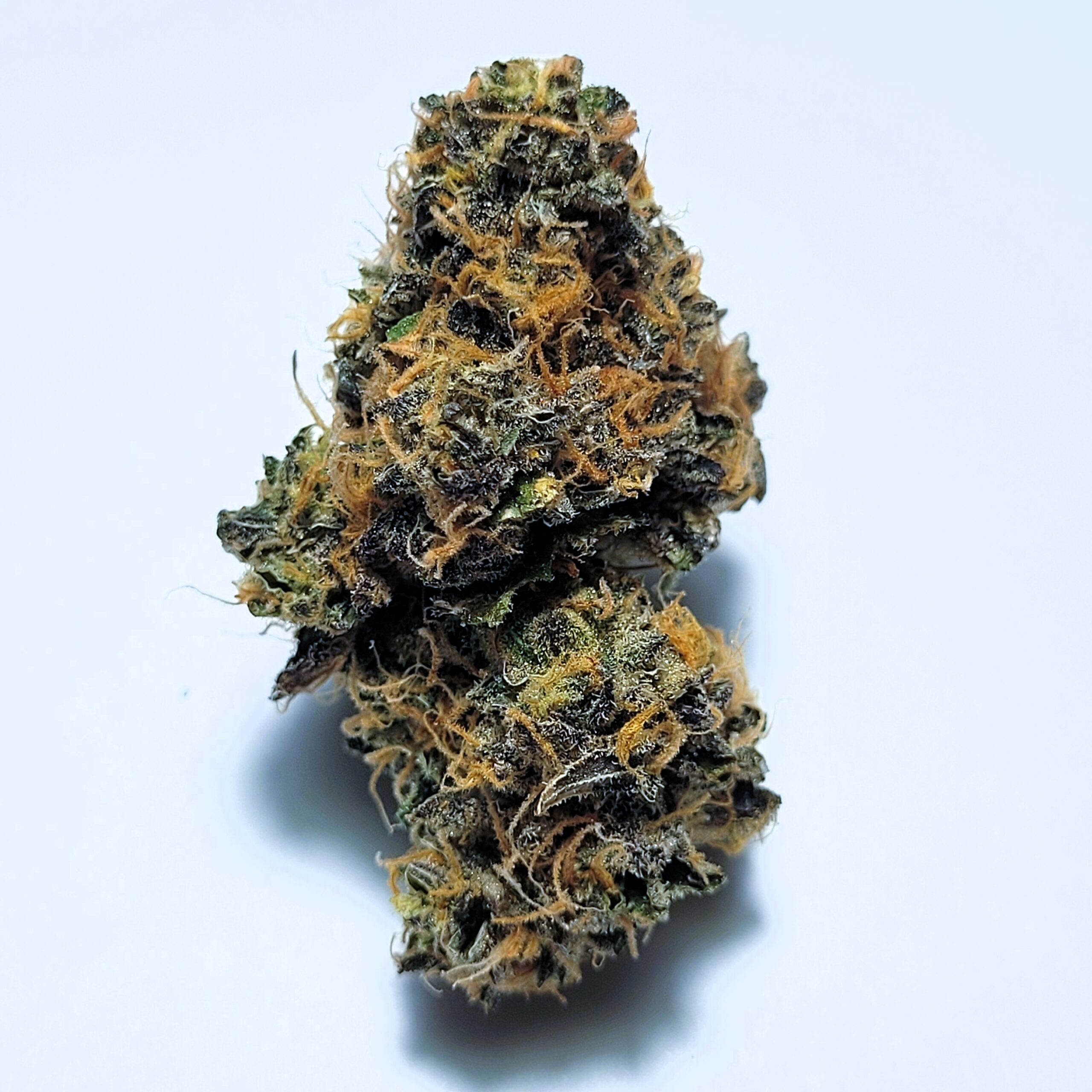 Sour Band Hybrid