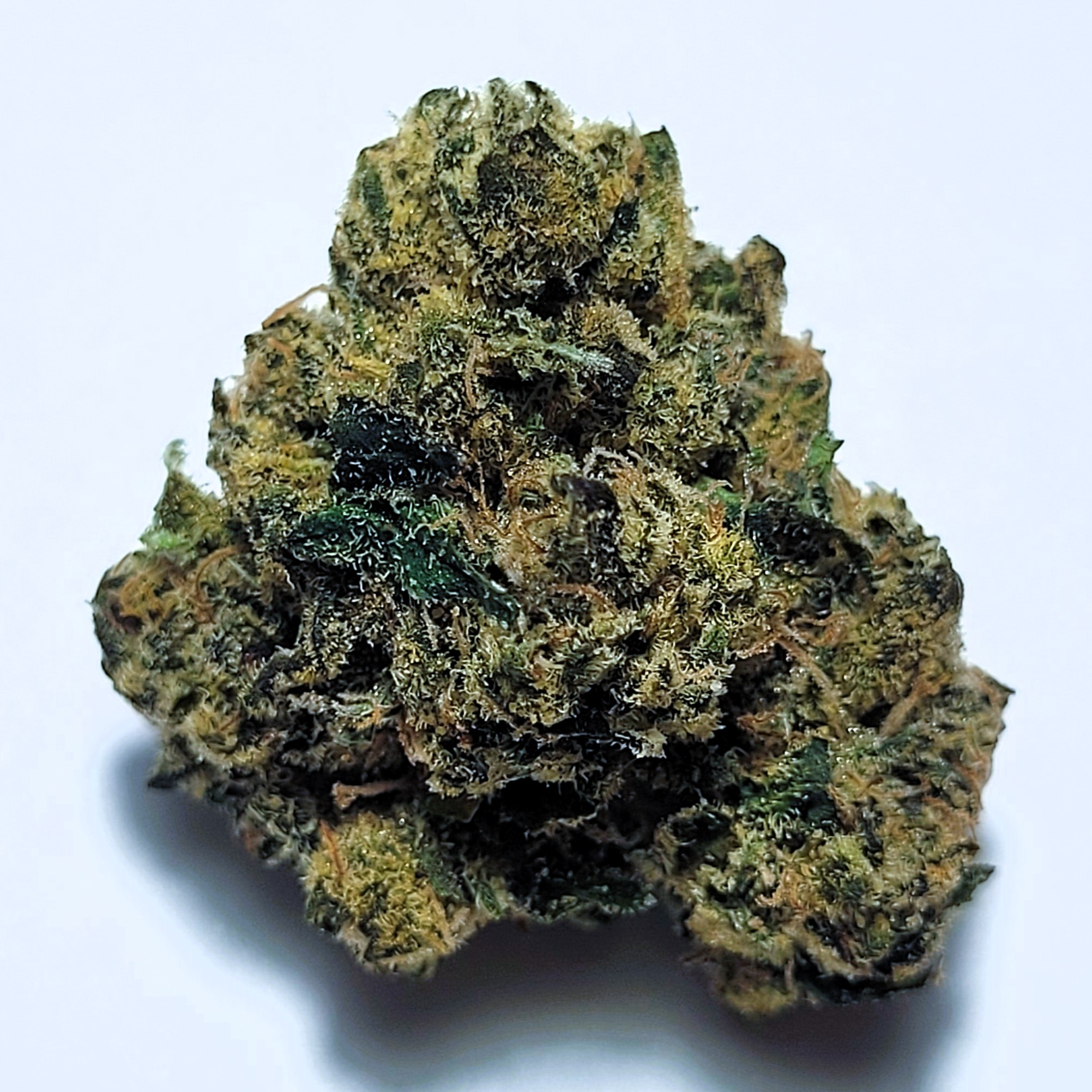 Lemon Cherry Gelato Hybrid