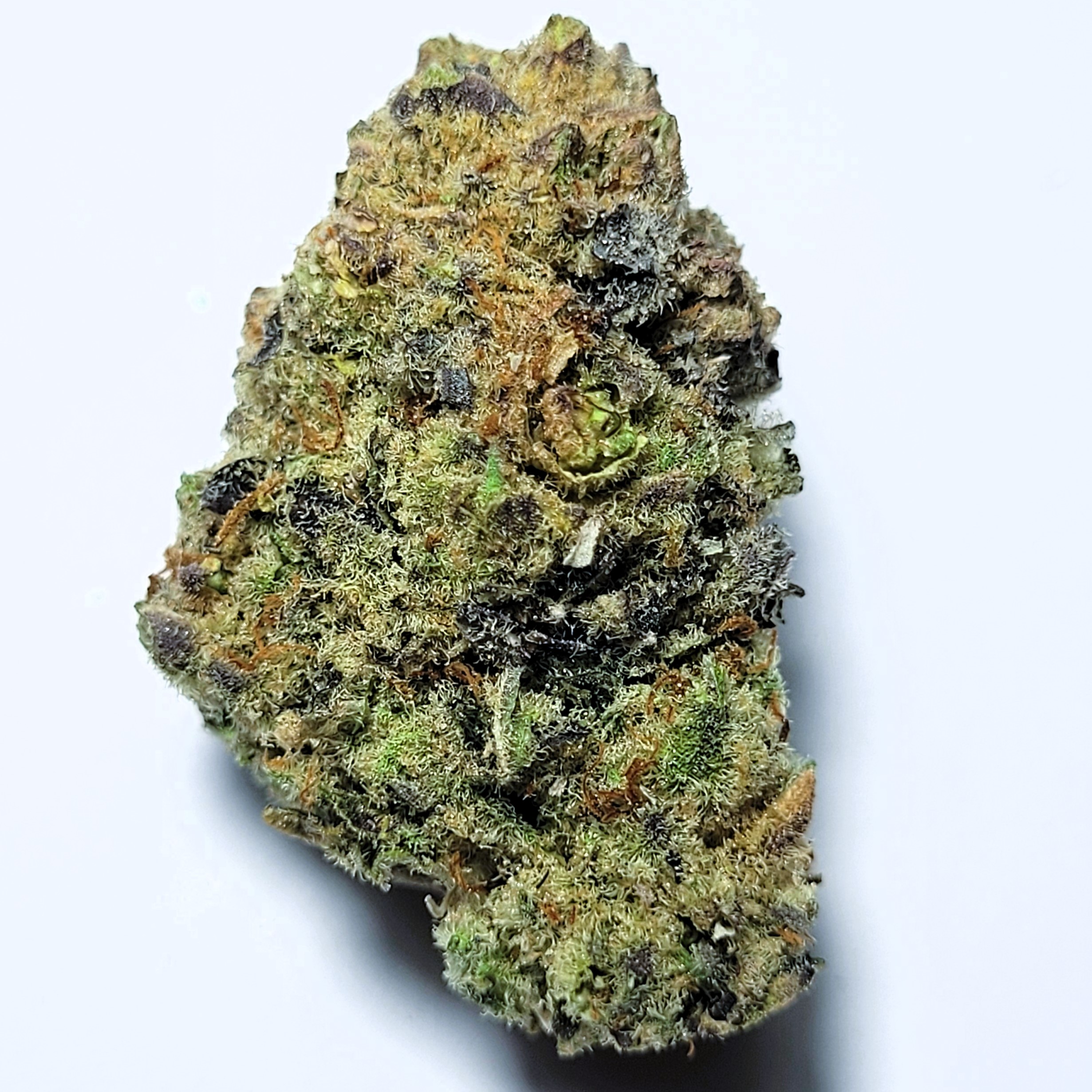 Banana Punch Hybrid