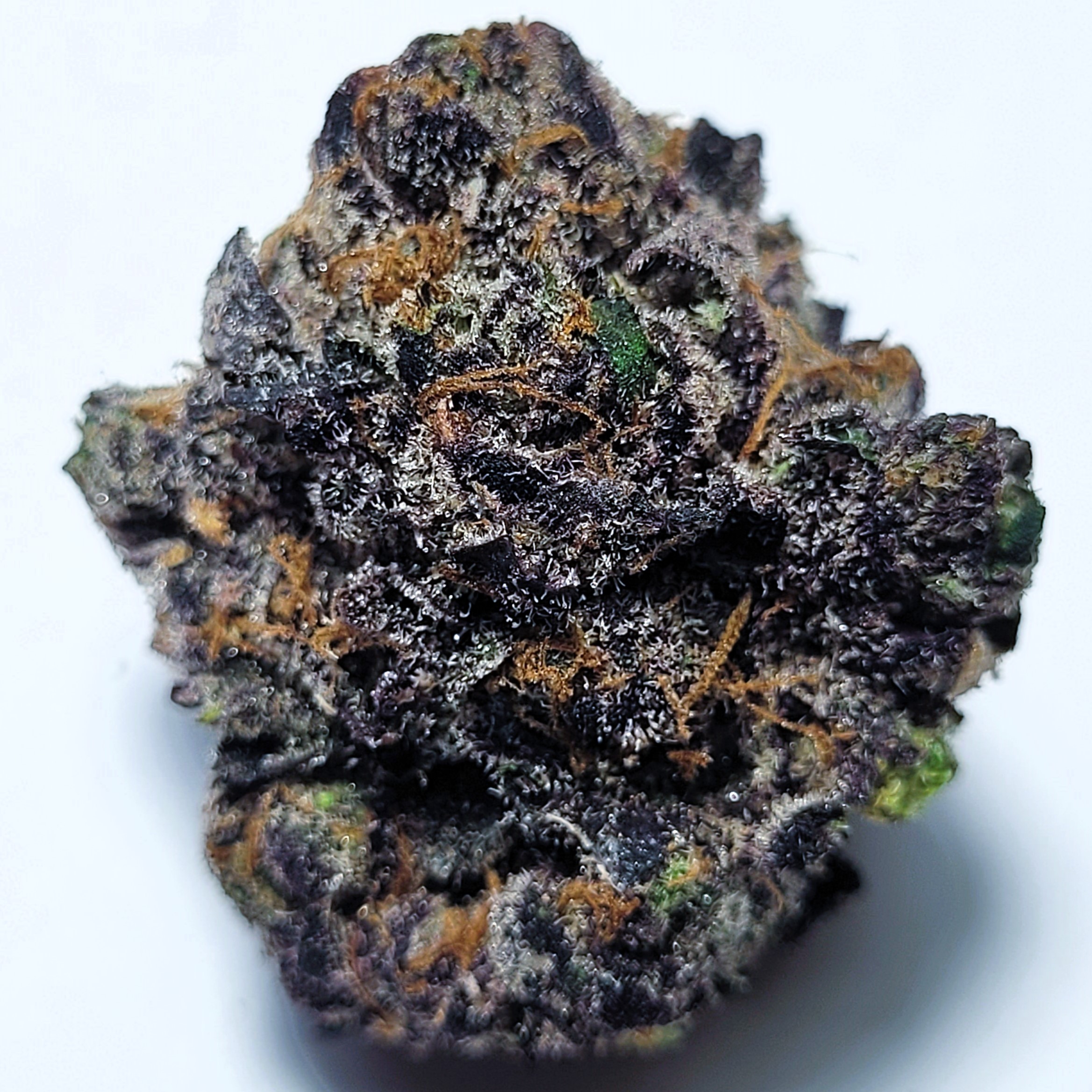 Blue Nerds Hybrid