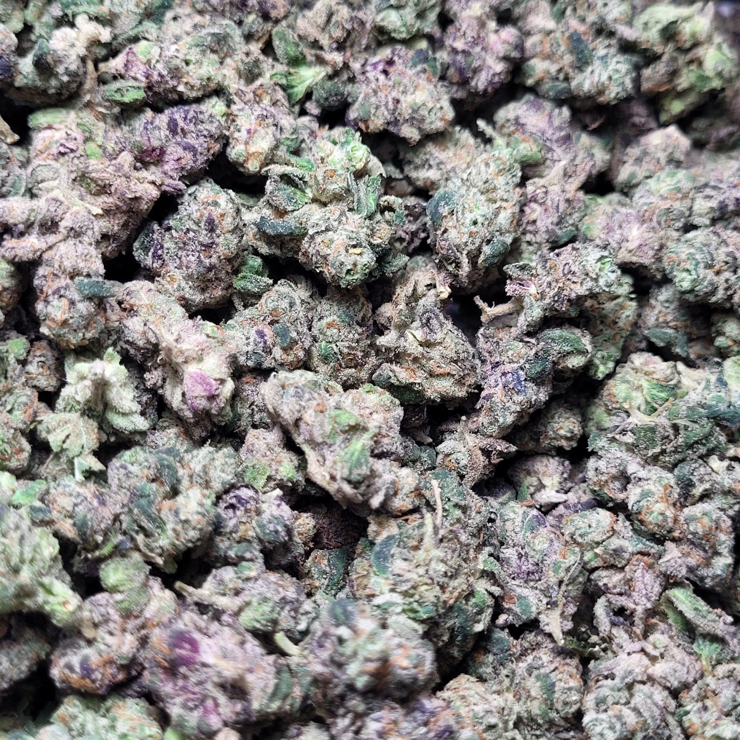 LA Pop Rocks Hybrid *SMALLS*