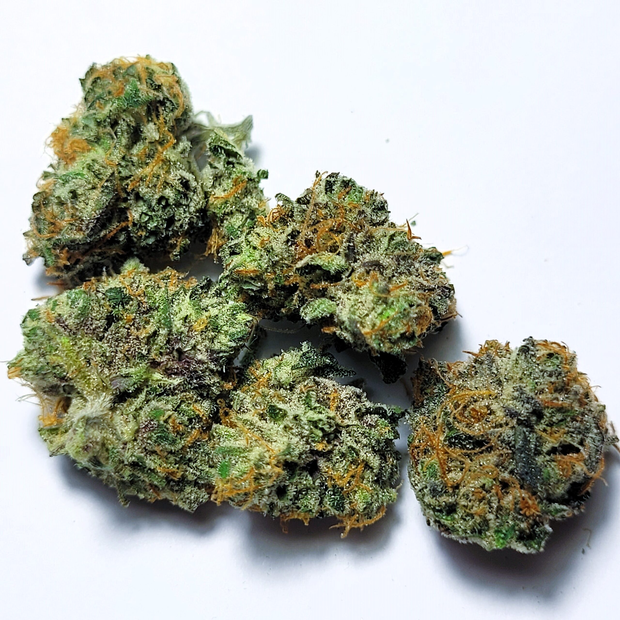 Cheetah Piss x Sherbanger 22 by Fresh Flower Vibez *MEDIUM and SMALLS*