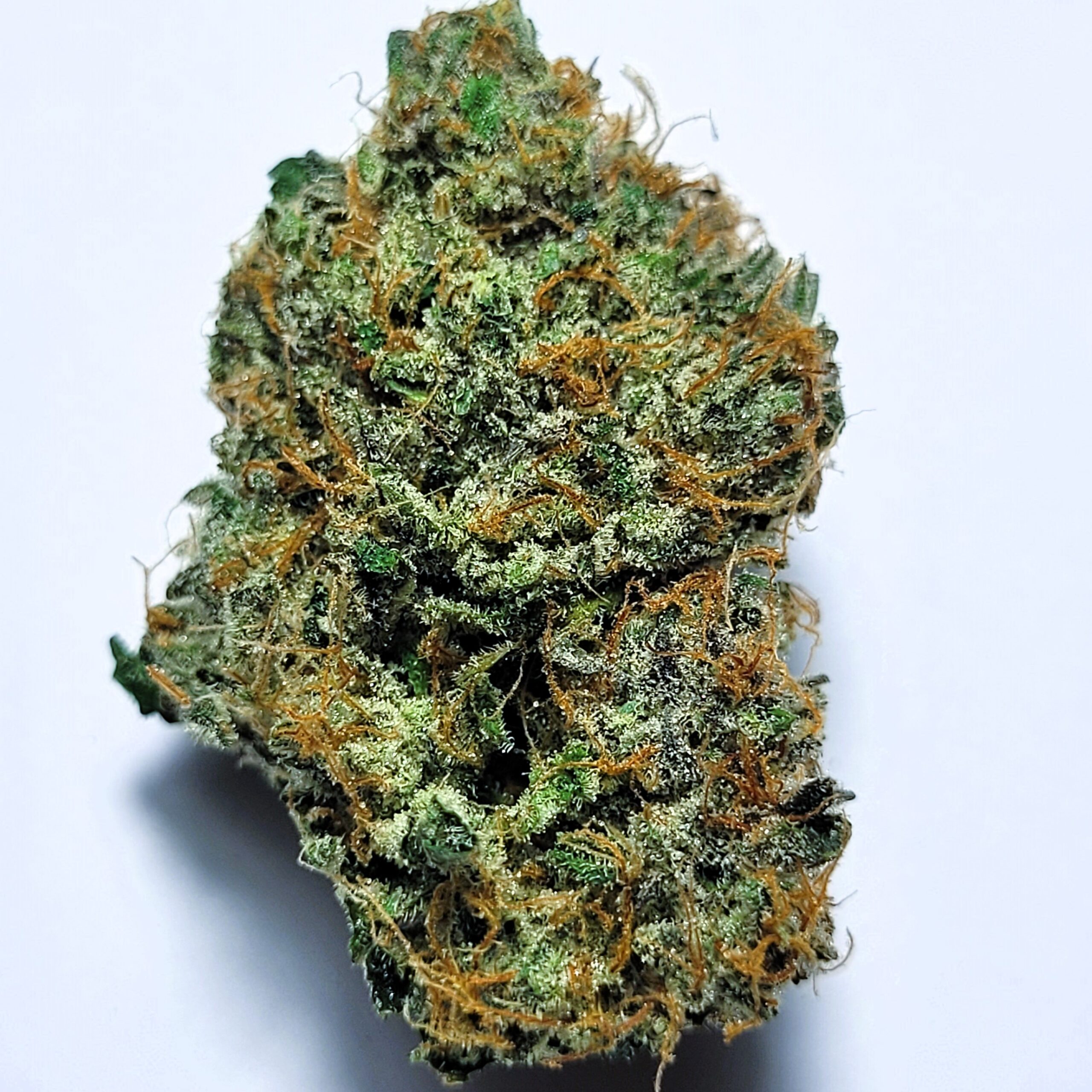 Cheetah Piss x Sherbanger 22 by Fresh Flower Vibez