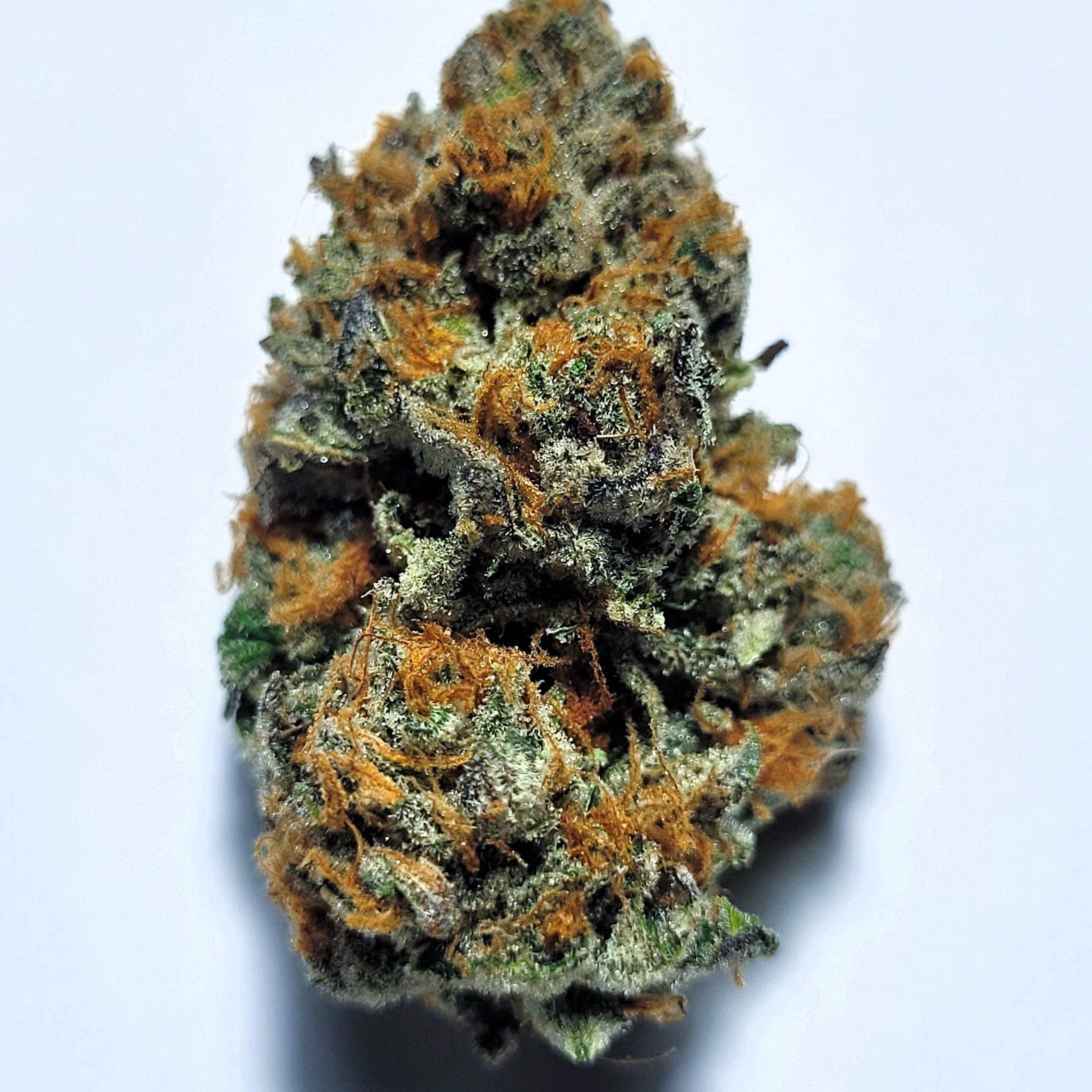 Blue Lobster by Irie Grown Roots
