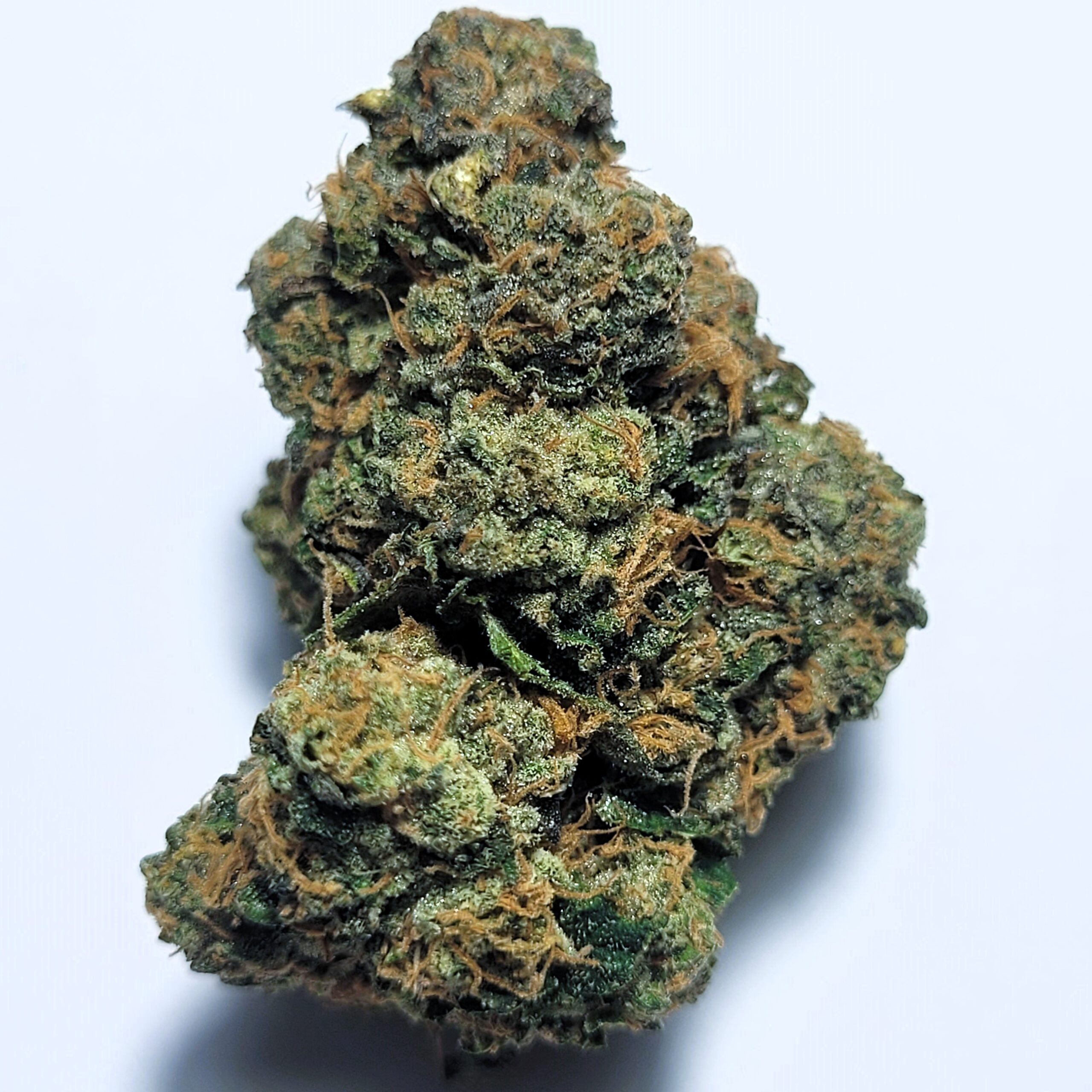 Black Maple by Irie Grown Roots