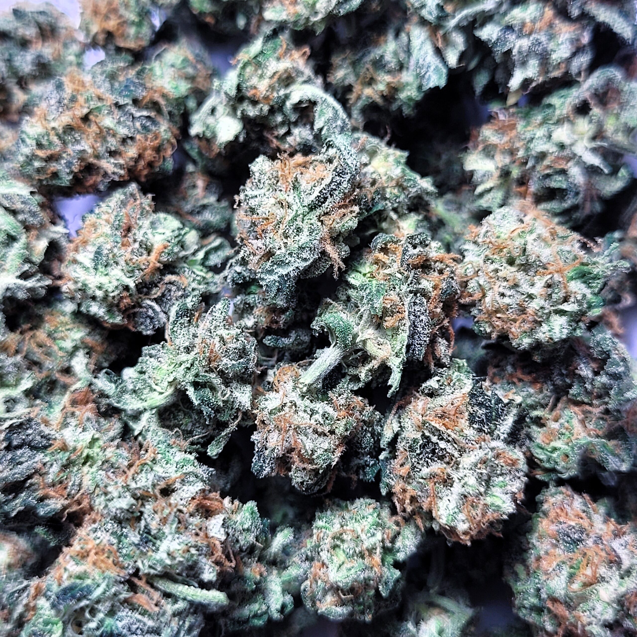 Strawberry Mango Haze by Fresh Flower Vibez *SMALLS*