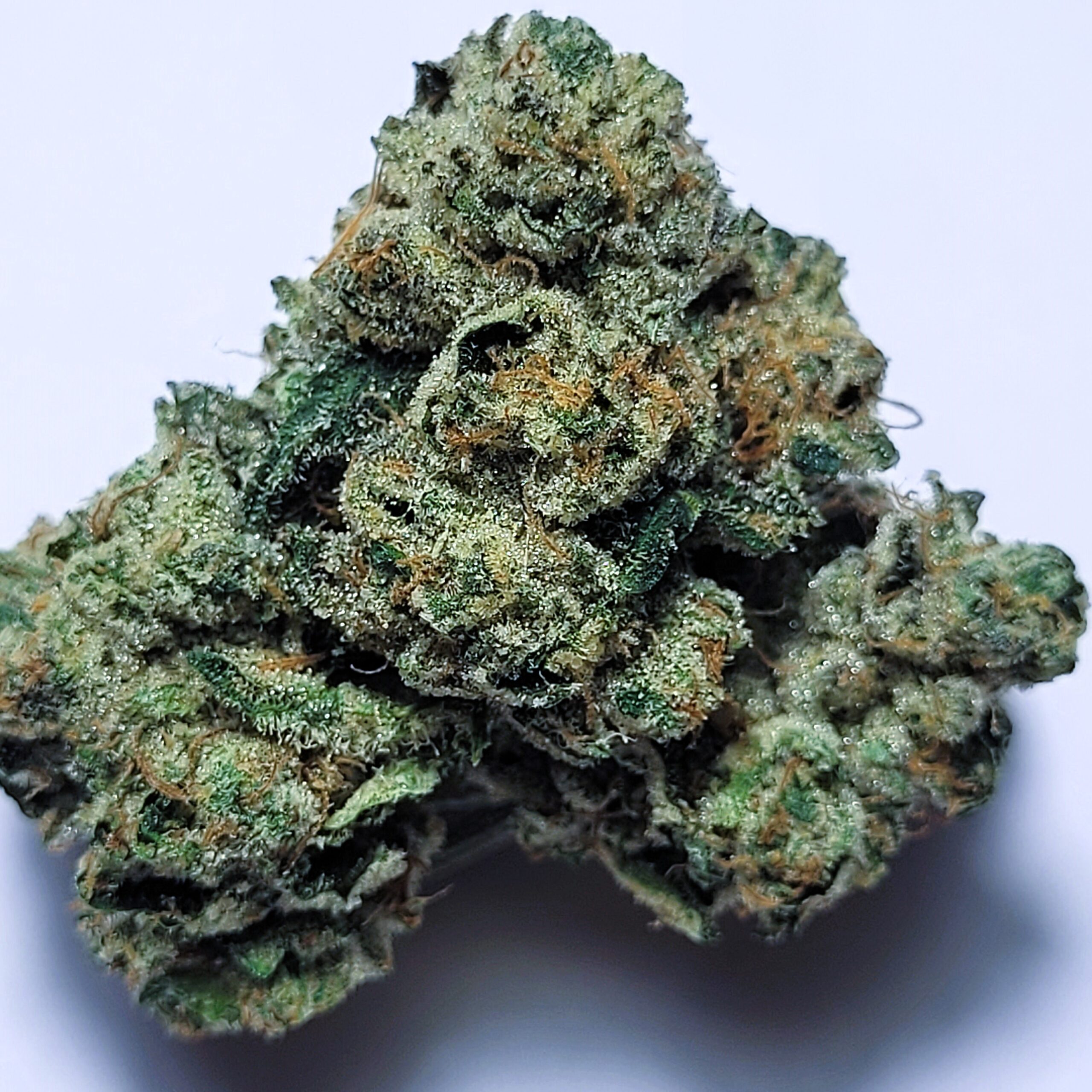 Toad Venom Indica