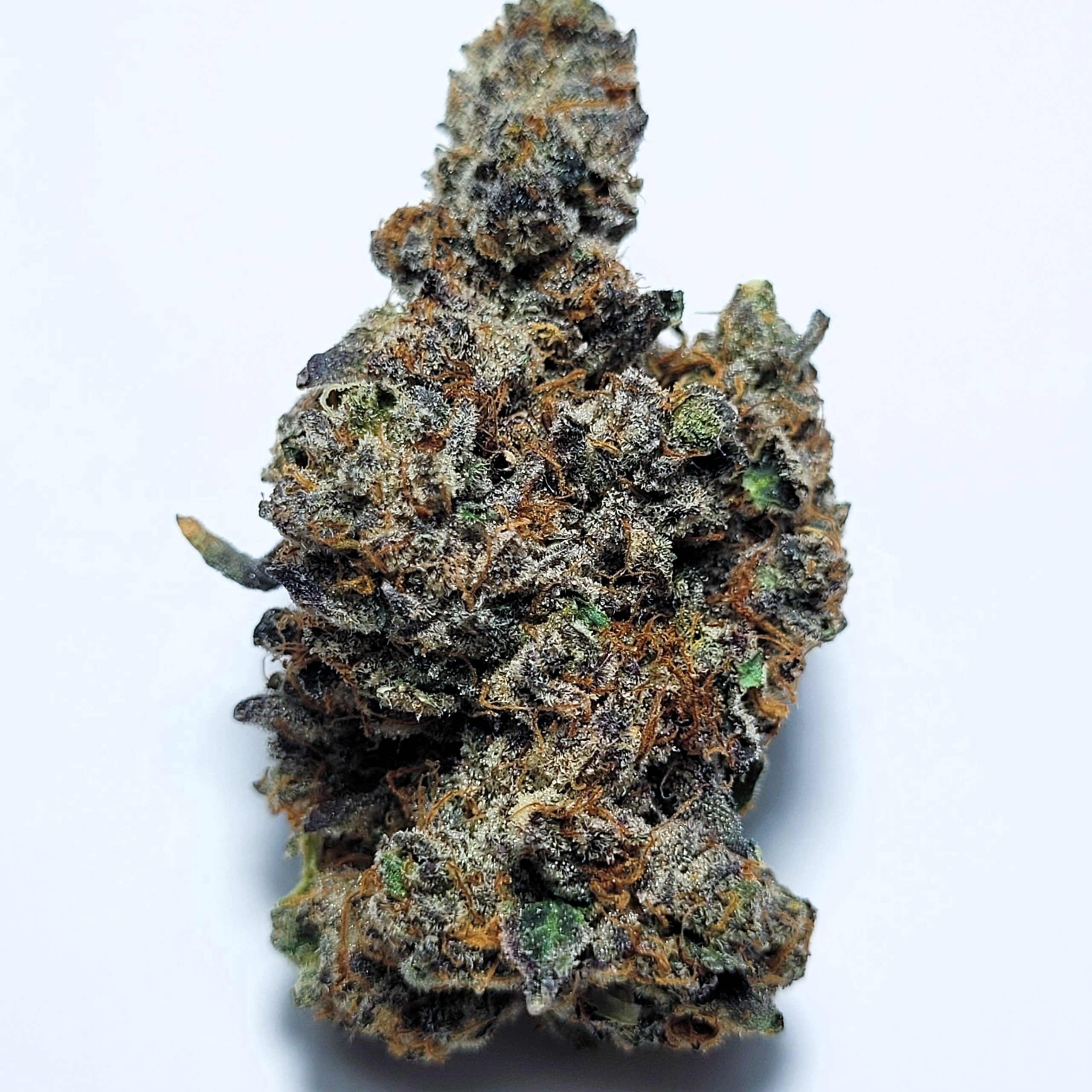 OG Kush x GSC Hybrid