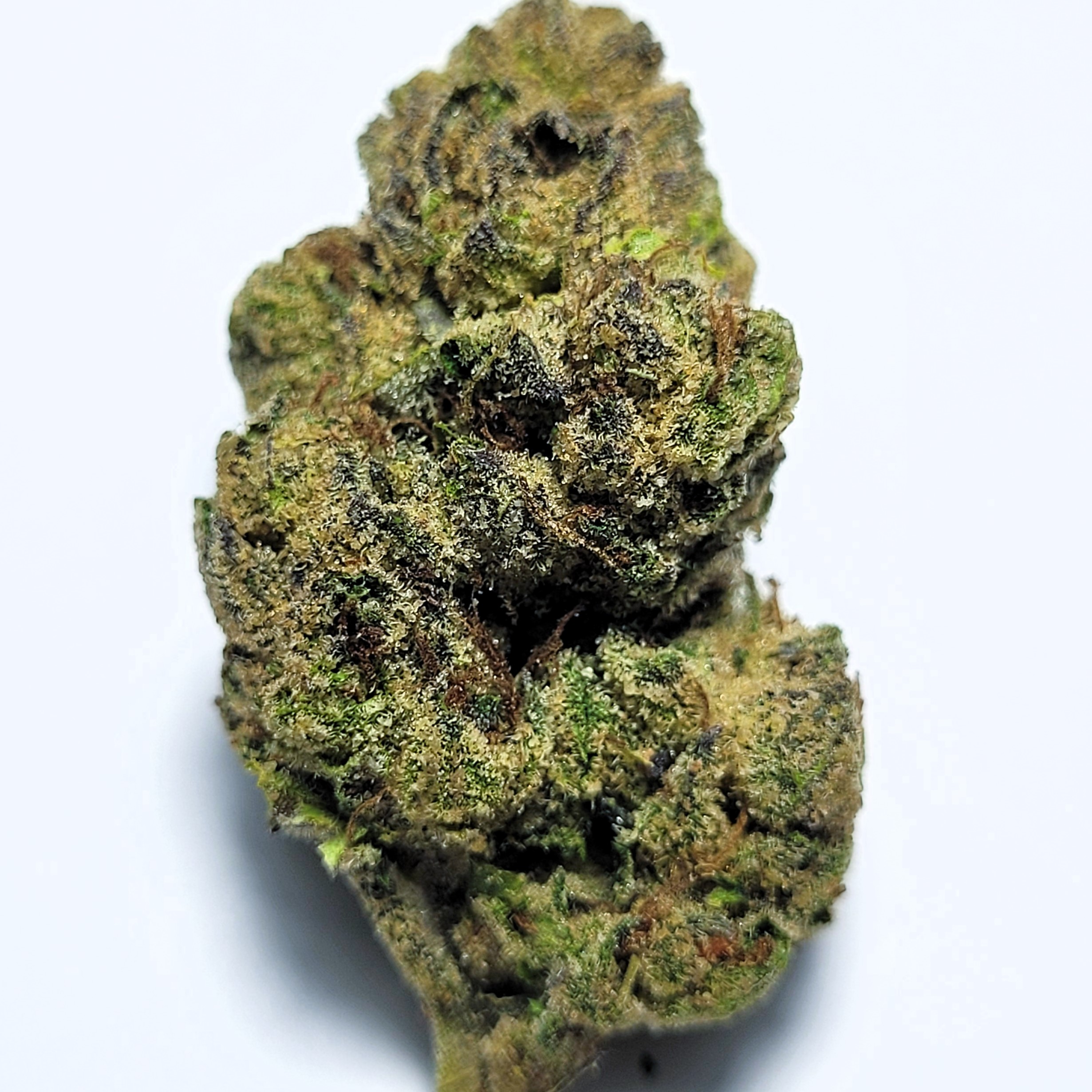 Blue Andes Hybrid